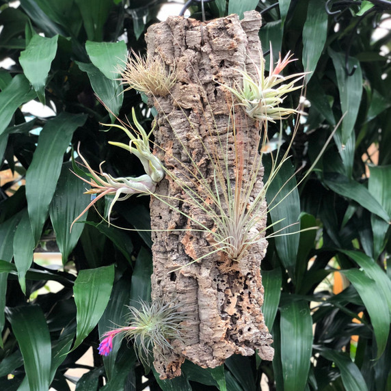 Tillandsia on Hanging Cork #17 (XLarge - 24" x 9") Tillandsia on Hanging Cork #17 (XLarge - 24" x 9")