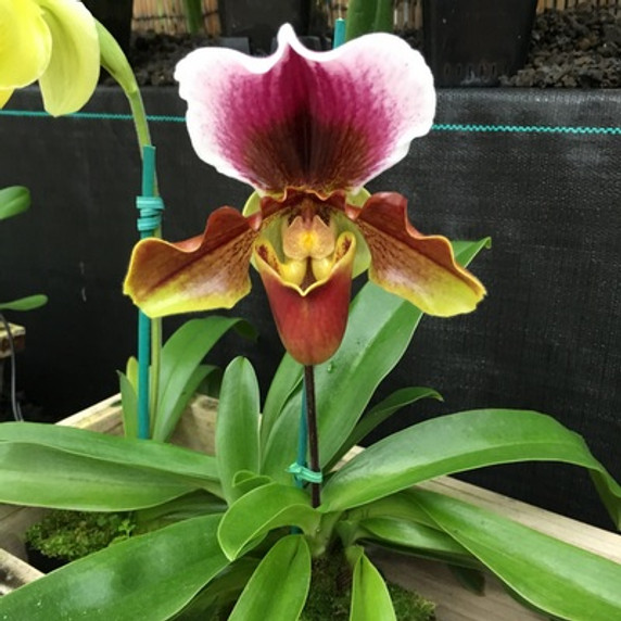 Complex Paphiopedilum (Burgundy)