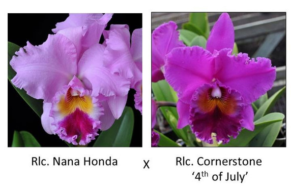 Rlc. Nana Honda x Rlc. Cornerstone '4th of July'