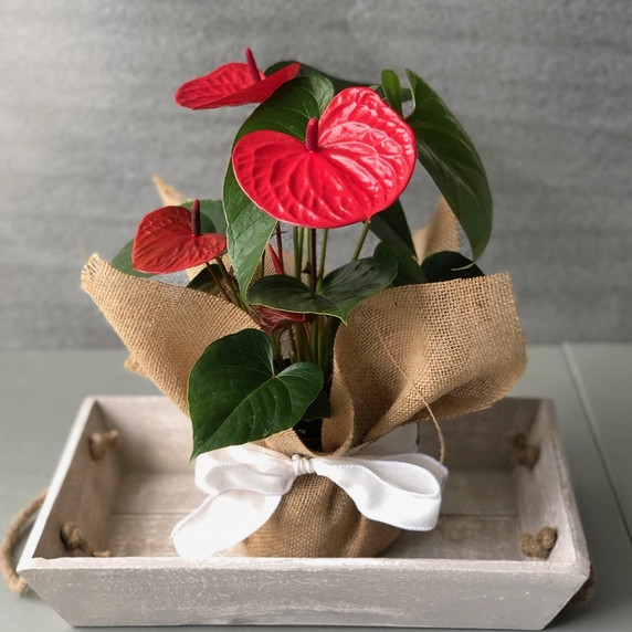 Grateful Hearts Special (5.5" Pot) Grateful Hearts Special (5.5" Pot)