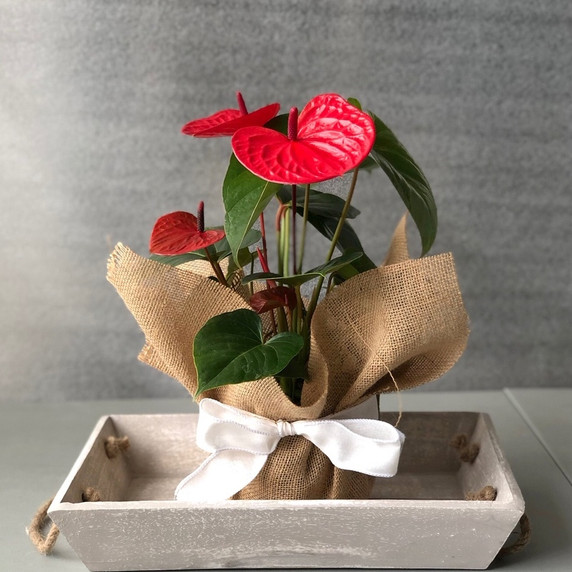 Grateful Hearts Special (5.5" Pot) Grateful Hearts Special (5.5" Pot)