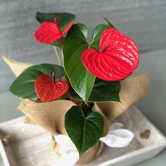 Grateful Hearts Special (5.5" Pot) Grateful Hearts Special (5.5" Pot)