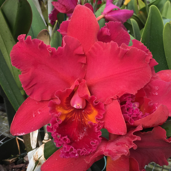 Rlc. Mariah Crawford's Merriment 'Volcano Red' Clone Mini Flask (5 Orchids/Flask)