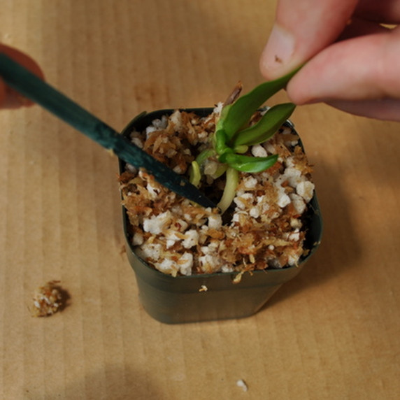 C. Mami Akatsuka 'Volcano Queen' Clone Mini Flask (5 Orchids/Flask)