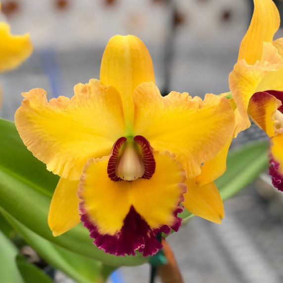 Rlc. Sunnystate's Spring Dawn 'Volcano Paradise'