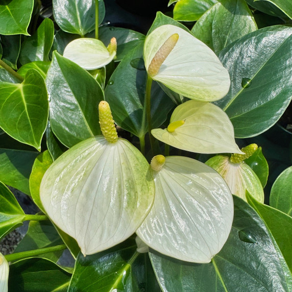 Anth. Baby White (5.5" Pot) Anth. Baby White (5.5" Pot)