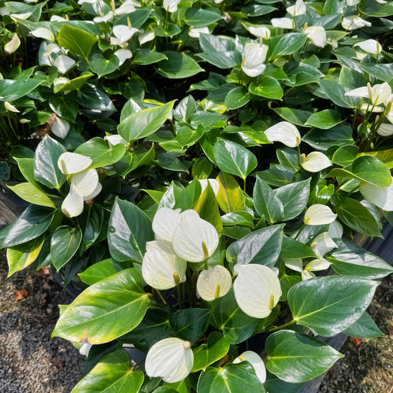 Anth. Baby White (5.5" Pot) Anth. Baby White (5.5" Pot)