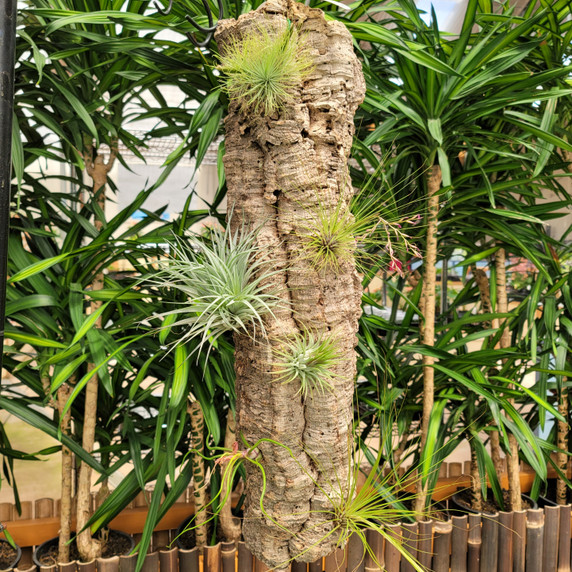 Tillandsia on Hanging Cork #18 (XLarge - 28" x 7" cork)