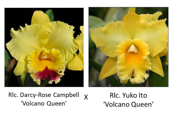 Rlc. Darcy-Rose Campbell 'Volcano Queen' x Rlc. Yuko Ito 'Volcano Queen' FLASK (Seedling)