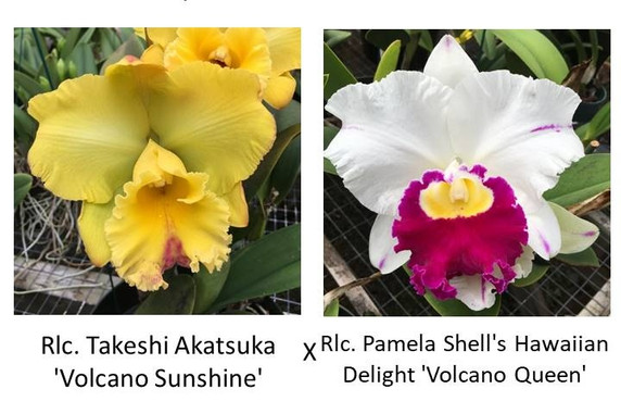 Rlc. Takeshi Akatsuka 'Volcano Sunshine' x Rlc. Pamela Shell's Hawaiian Delight 'Volcano Queen' FLASK (Seedling)