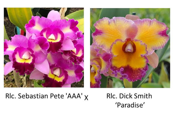 Rlc. Sebastian Pete 'AAA' x Rlc. Dick Smith 'Paradise' FLASK (Seedling)