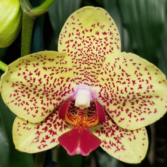 Phal. Fancy Freckles (yellow) Phal. Fancy Freckles (yellow)