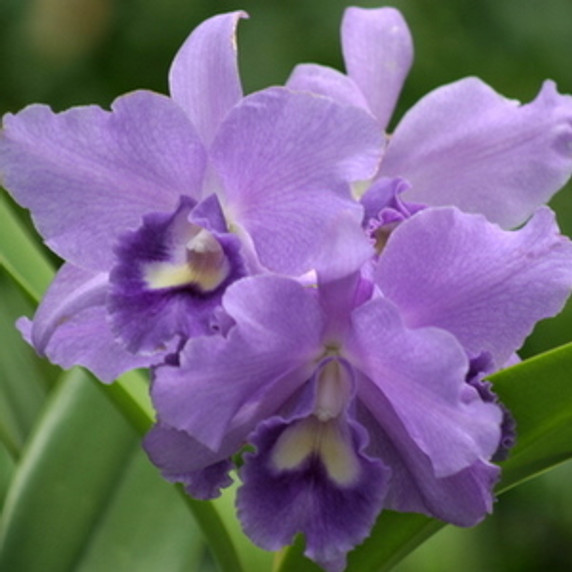 Rlc. Volcano Blue 'Volcano Queen' FLASK (Clone)