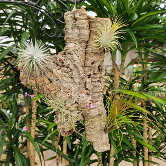 Tillandsia on Hanging Cork #26 (Med) Tillandsia on Hanging Cork #26 (Med)