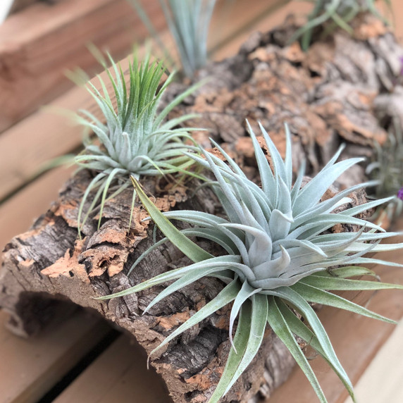 Tillandsia on Cork LOG #1 (Large)