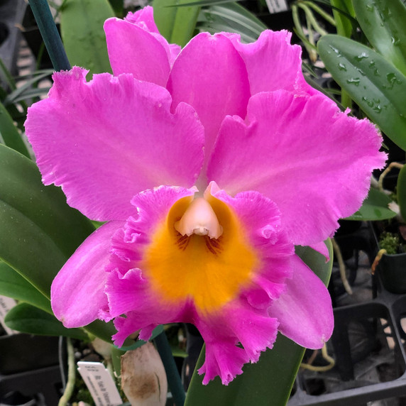 Rlc. Kyoko Minami 'Volcano Pink' 