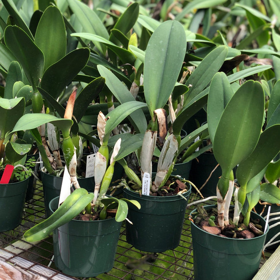 Grower's Choice Seedling Cattleya (5.5" Pot-Plant Only)