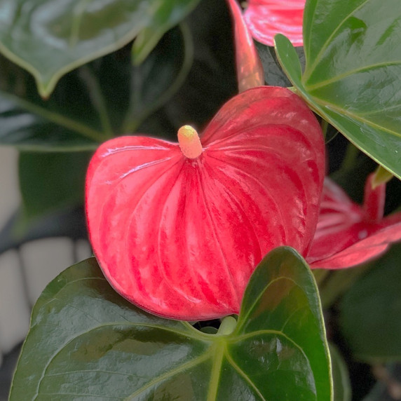 Anth. Success Pink (5" Pot) Anth. Success Pink (5" Pot)