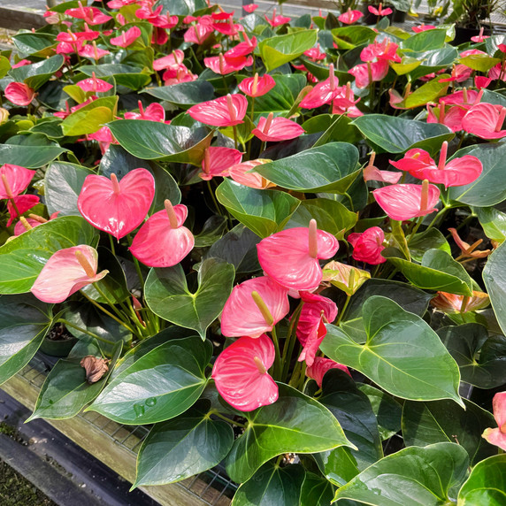 Anth. Success Pink (5.5" Pot) Anth. Success Pink (5.5" Pot)