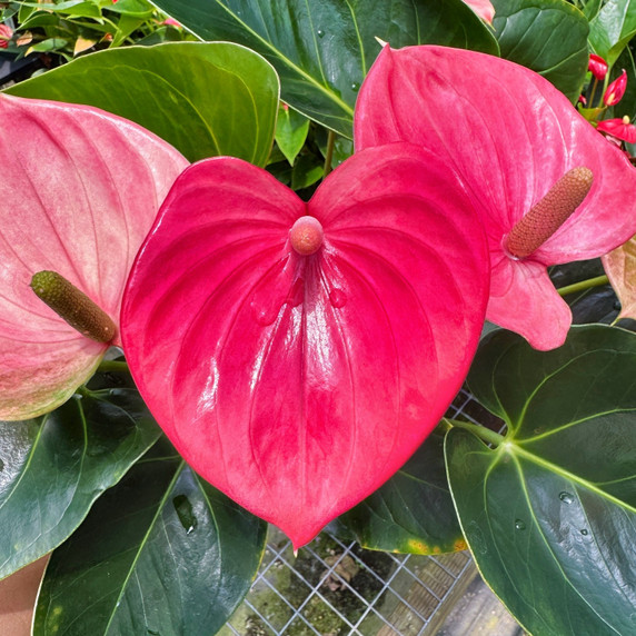 Anth. Success Pink (5.5" Pot) Anth. Success Pink (5.5" Pot)
