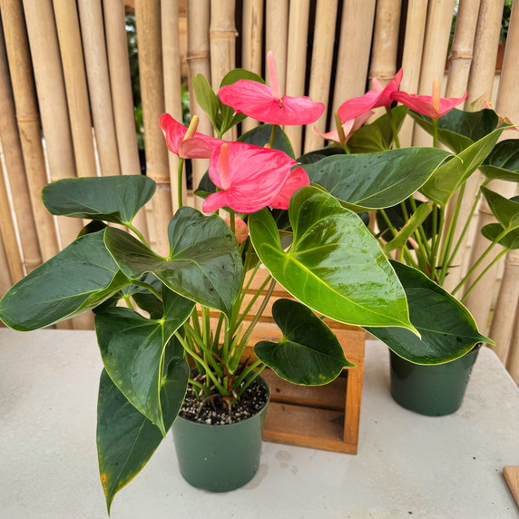 Anth. Success Pink (5.5" Pot) Anth. Success Pink (5.5" Pot)
