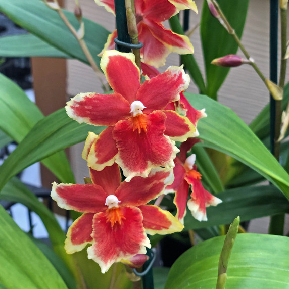 Osp. Leopoldo 'A' (Plant Only) Osp. Leopoldo 'A' (Plant Only)