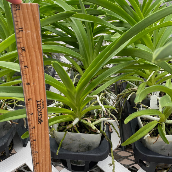 Vanda Somsri Glory 'Blue' (Plant Only)