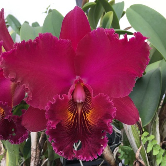 Rlc. Chia Lin 'New City' (Starter-3" Pot)