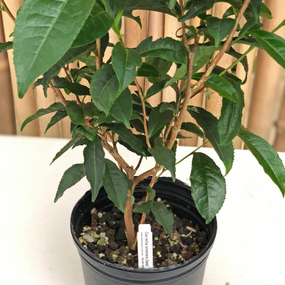 Tea Plant (Camellia sinensis)- Gallon Pot