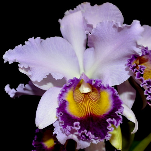 C. Dinard 'Blue Heaven' FLASK (Cattleya Clone) C. Dinard 'Blue Heaven' FLASK (Cattleya Clone)