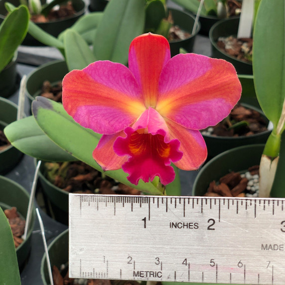 Rth. Coral Gold 'Volcano Queen (Plant Only-4"Pot)