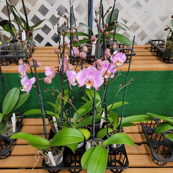 Phal. Art Nouveau (Double Spike)