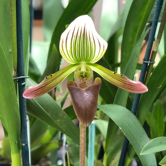 Paph. barbatum (Multi-Spiking)