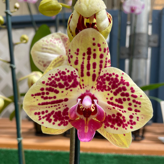 Phal. Black Ball (Single Spike)