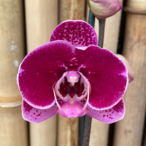 Phal. Dark Maroon (Single Spike)