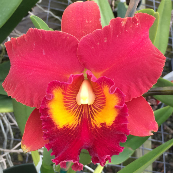 Rlc. Forever Love 'Volcano Queen' (Cattleya Clone)