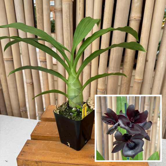 Monn. Millennium Magic 'Witchcraft' AM/AOS (4" Pot) - Not Blooming Monn. Millennium Magic 'Witchcraft' AM/AOS (4" Pot) - Not Blooming