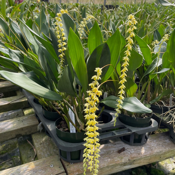 Dendrochilum cobbianum 'Yellow Lip' x self (5" Pot)