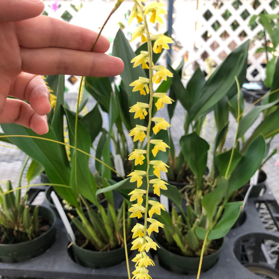 Dendrochilum cobbianum 'Yellow Lip' x self (5" Pot)