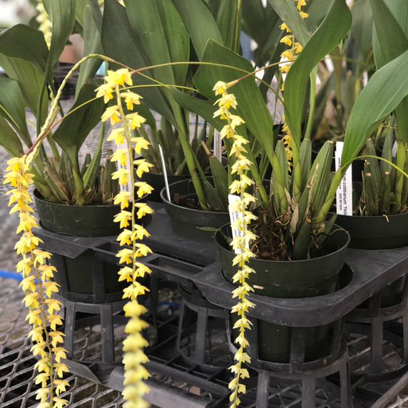 Dendrochilum cobbianum 'Yellow Lip' x self (5" Pot)