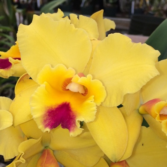 Rlc. Kita Karano Hana 'Volcano Queen' (Original)