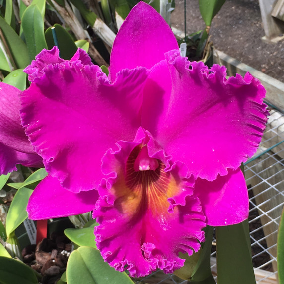 Rlc. Keesha Sharp - Larenn Nan Bel 'Volcano Queen' (Plant Only)