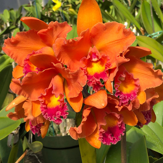 Rlc. Gail K. Manmoto 'Kira' (5" Pot)