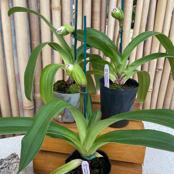 Complex Paphiopedilum (Color Varies) (4" Pot)