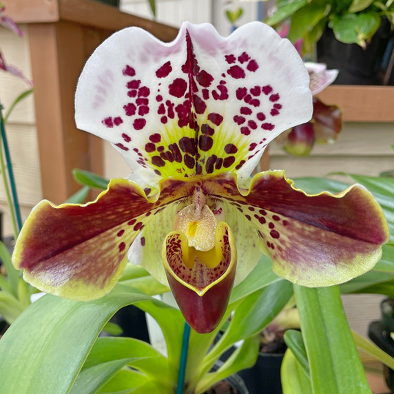 Complex Paphiopedilum (Color Varies) (4" Pot)