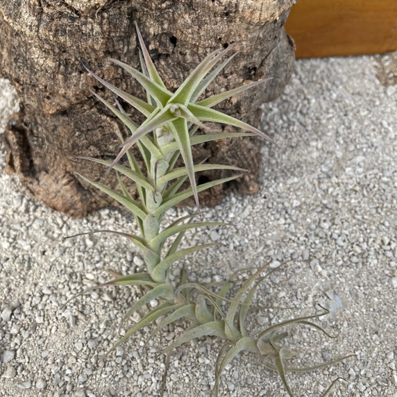 Tillandsia diaguitensis Tillandsia diaguitensis