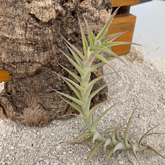 Tillandsia diaguitensis Tillandsia diaguitensis