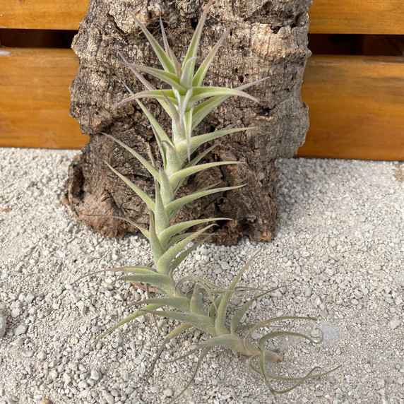 Tillandsia diaguitensis Tillandsia diaguitensis