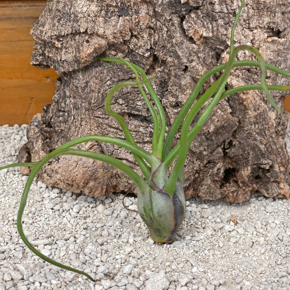 Tillandsia bulbosa