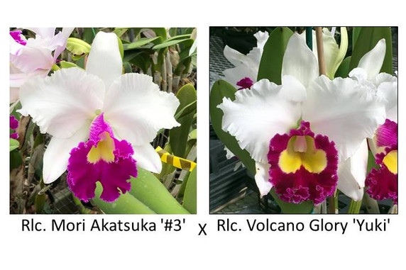 Rlc. Mori Akatsuka '#3' x Rlc. Volcano Glory 'Yuki' FLASK (Seedling) Rlc. Mori Akatsuka '#3' x Rlc. Volcano Glory 'Yuki' FLASK (Seedling)